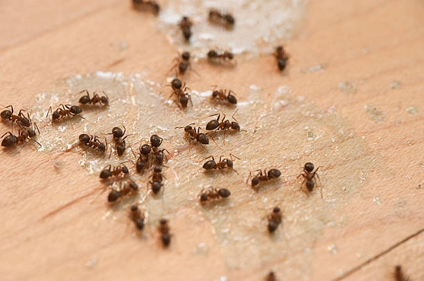 Best Pest Prevention Services  in Melville, NY